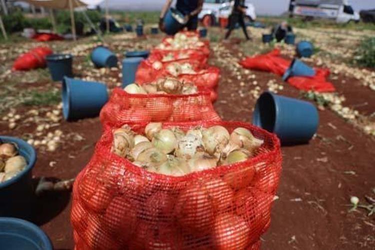 SOĞANIN FAYDALARI NELERDİR