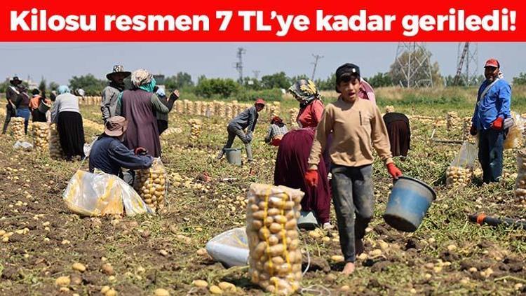 Kilosu 7 TLye kadar düştü Kolesterolü düşürüp kabızlığın ve basurun kökünü kazıyor