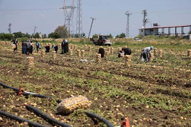 Kilosu 7 TLye kadar düştü Kolesterolü düşürüp kabızlığın ve basurun kökünü kazıyor