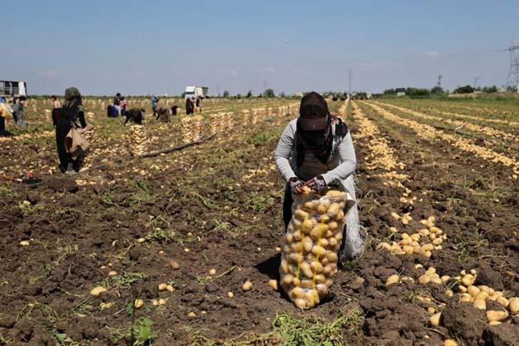 KÜÇÜK BOY PATATES TARLADA KALMIŞ DURUMDA