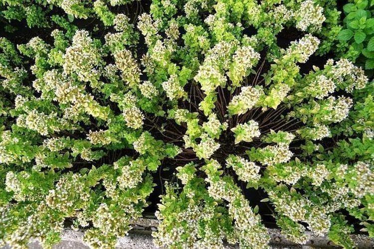 Osmanlıda yemeklere avuç avuç atılıyordu Limondan ve sarımsaktan 30 kat daha etkili, öksürük, balgam ve hırıltının kökünü kazıyor Boğazdaki mikropları öldürüyor