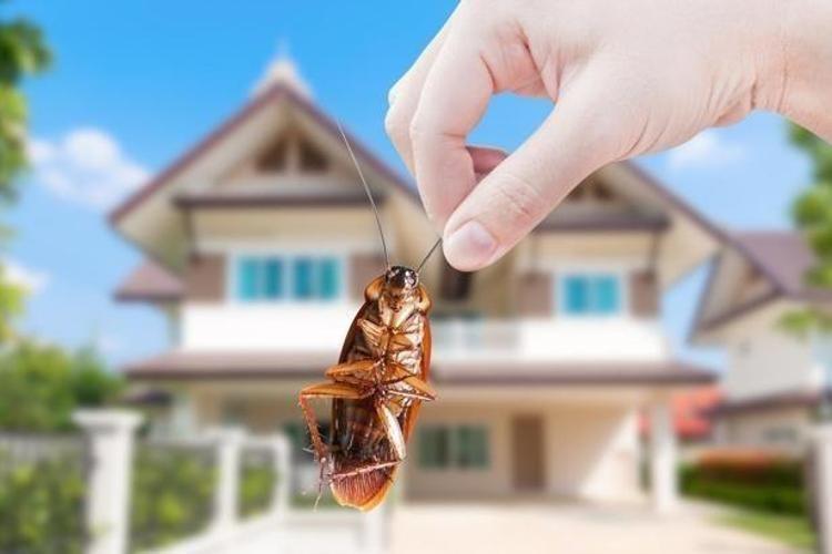 Neredeyse her evde görülmeye başladı Havaların ısınmasıyla bir anda çoğaldı: Hamam böceklerini yok eden en etkili yöntem