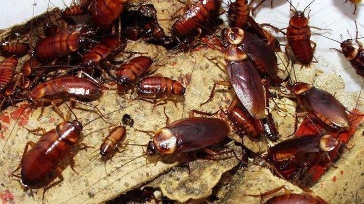 Neredeyse her evde görülmeye başladı Havaların ısınmasıyla bir anda çoğaldı: Hamam böceklerini yok eden en etkili yöntem