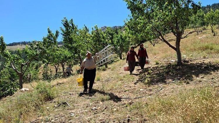 GÜÇLÜ BİR ANTİOKSİDAN KAYNAĞI