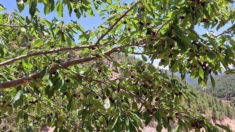 İltihabı kurutup tıkalı damarları yağ sökücü gibi açıyor, kolesterolü silip atıyor Doğal tansiyon ilacı