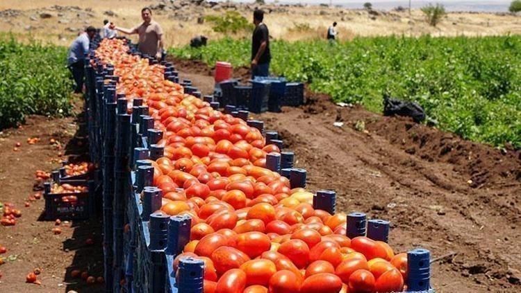 KALP SAĞLIĞINI DESTEKLER, KOLESTEROLÜ DÜŞÜRÜR