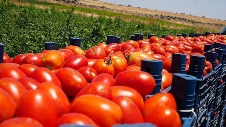 Kilosu 25 TLye kadar düştü Suyunu bardak bardak içince kolesterolü damardan kazıyor, doğanın C vitamini kralı
