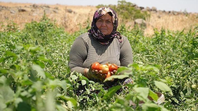 ZENGİN ANTİOKSİDAN KAYNAĞIDIR