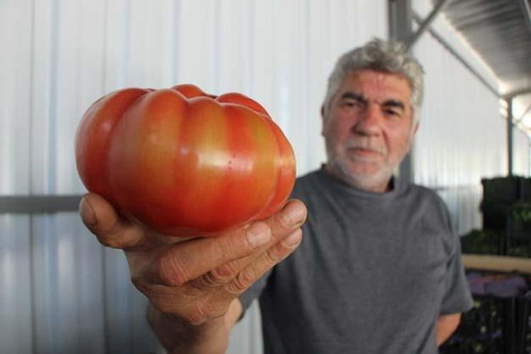 Kilosu 25 TLye kadar düştü Suyunu bardak bardak içince kolesterolü damardan kazıyor, doğanın C vitamini kralı