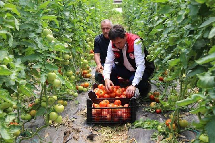 Kilosu 25 TLye kadar düştü Suyunu bardak bardak içince kolesterolü damardan kazıyor, doğanın C vitamini kralı