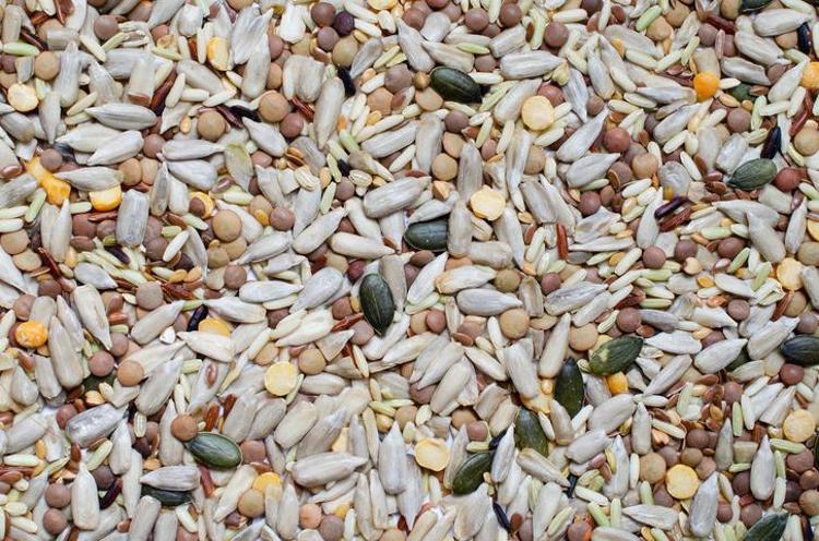 Bakliyatların böceklenmesini engelliyor Kavanozun içine 1 tane koyun: Yaz boyu güve sorununu yok ediyor