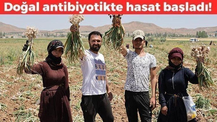 Çayını yapıp bardak bardak içince kolesterolü damardan silip atıyor, iltihabı kurutup kemikleri beton gibi yapıyor