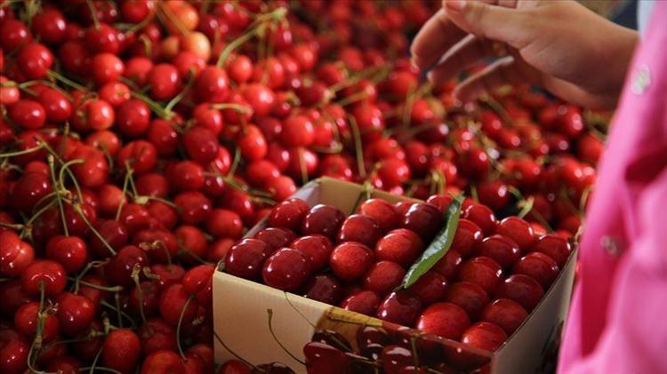 İzmir, Manisa ve Afyonkarahisarda hasat ediliyor Kilosu 250 TL: Potasyum depolarını dolduruyor, kalp ritmini düzenliyor
