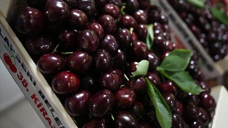 İzmir, Manisa ve Afyonkarahisarda hasat ediliyor Kilosu 250 TL: Potasyum depolarını dolduruyor, kalp ritmini düzenliyor