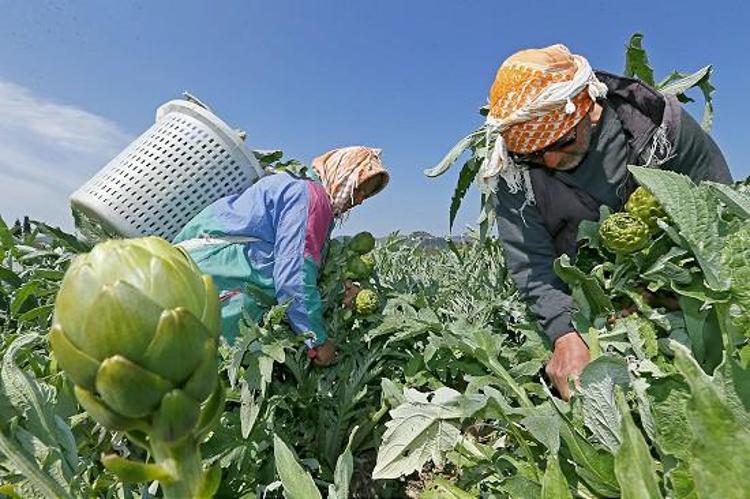 Pazardan 5 tane enginar alanlar yaşadı