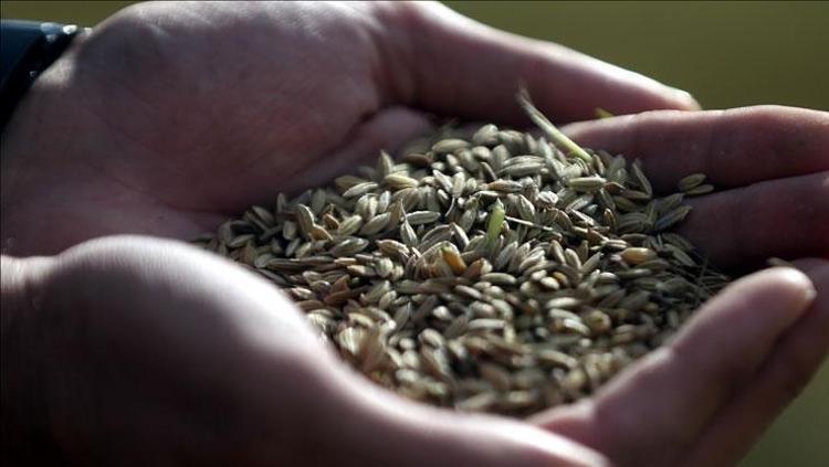 GLUTENSİZ, DOĞAL BİR TAHIL