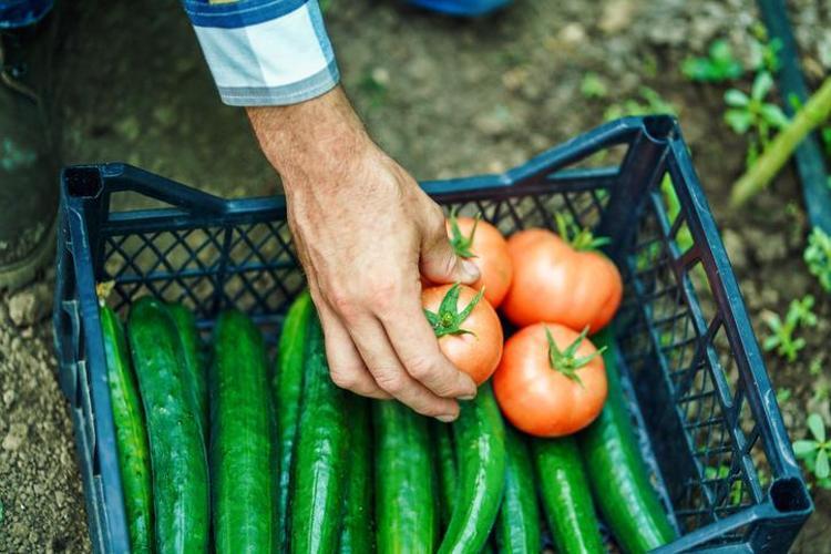 Bu meyveleri dolapta asla yan yana koymayın Çürüme hızını 10 kat artırıyor, sırrı meğer 1 parça süngerde saklıymış
