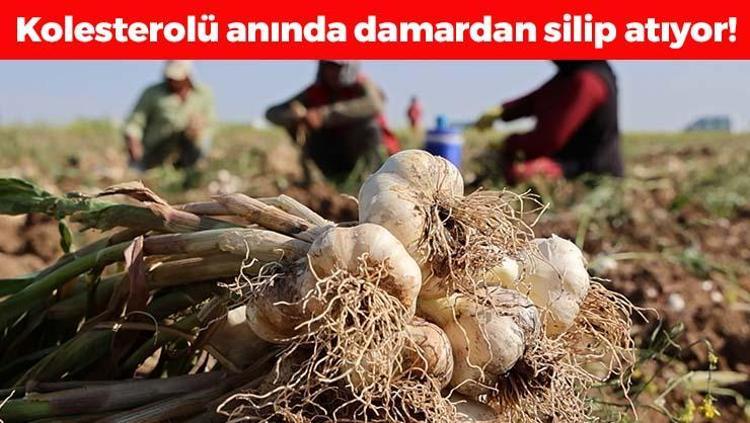 Rusya, Almanya ve İspanyaya kapış kapış satılıyor Hasadı başladı: Doğal antibiyotik, kolesterolü de damardan siliyor