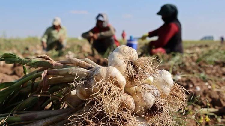 Rusya, Almanya ve İspanyaya kapış kapış satılıyor Hasadı başladı: Doğal antibiyotik, kolesterolü de damardan siliyor