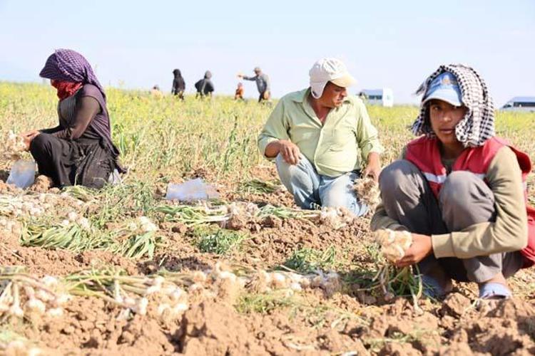 Rusya, Almanya ve İspanyaya kapış kapış satılıyor Hasadı başladı: Doğal antibiyotik, kolesterolü de damardan siliyor