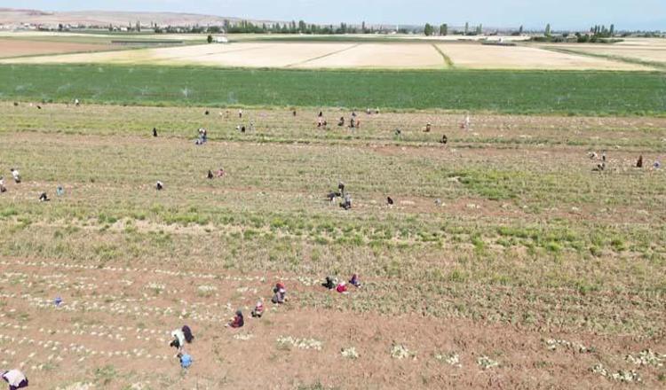 Rusya, Almanya ve İspanyaya kapış kapış satılıyor Hasadı başladı: Doğal antibiyotik, kolesterolü de damardan siliyor