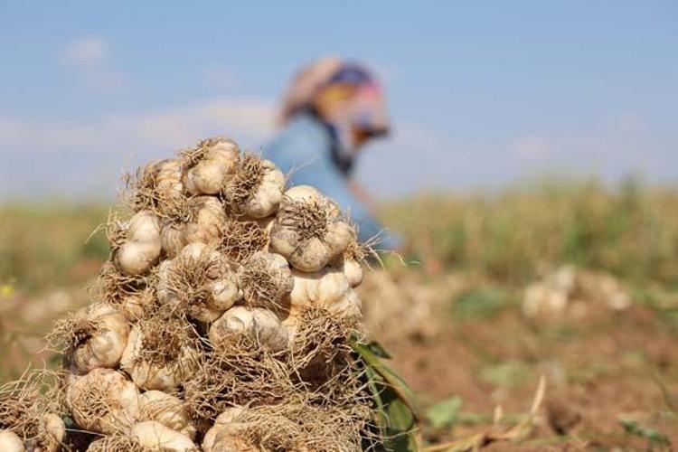 Rusya, Almanya ve İspanyaya kapış kapış satılıyor Hasadı başladı: Doğal antibiyotik, kolesterolü de damardan siliyor