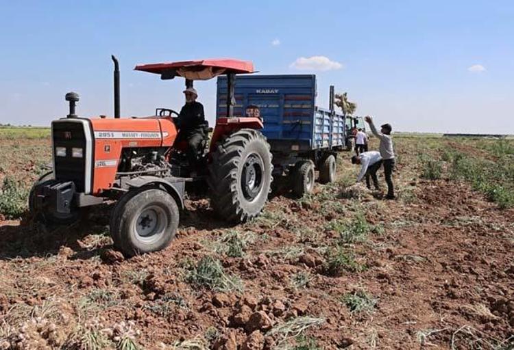 Rusya, Almanya ve İspanyaya kapış kapış satılıyor Hasadı başladı: Doğal antibiyotik, kolesterolü de damardan siliyor