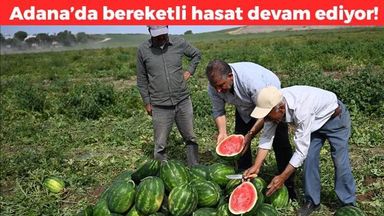 Turfanda hasadı devam ediyor Kilosu 7 TLye düştü: Su ihtiyacını saniyesinde karşılıyor