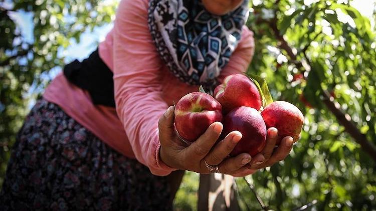 Kilosu 50 TLden satılıyor Tıkalı damarları tıpkı yağ çözücü gibi açıp tansiyonu dengeliyor Kalbe iyi gelen meyve