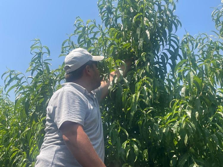 Kilosu 50 TLden satılıyor Tıkalı damarları tıpkı yağ çözücü gibi açıp tansiyonu dengeliyor Kalbe iyi gelen meyve