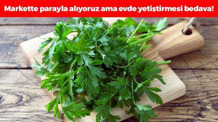 Markette demeti 20 TL ama evde bedava Cam kenarında bile yetişiyor: A, C ve K vitamini zengini, kemikleri betona çeviriyor