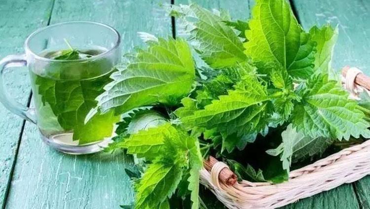 ISIRGAN OTU KÜRÜ: SAÇ KÖKLERİNİ GÜÇLENDİRİR