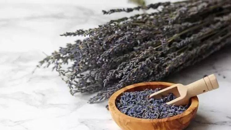 LAVANTA KÜRÜ: STRES KAYNAKLI DÖKÜLMEYE KARŞI