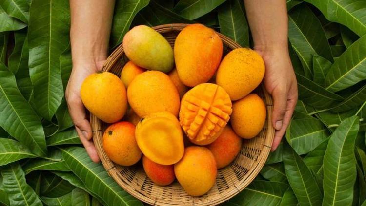 MANGO KURUSU: CİLT GÜZELLİĞİNİN YÜKSELEN YILDIZI