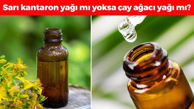 Sarı kantaron yağı mı cilde daha faydalı yoksa çay ağacı yağı mı İbn-i Sina sırrını yüzlerce yıl önce vermiş...