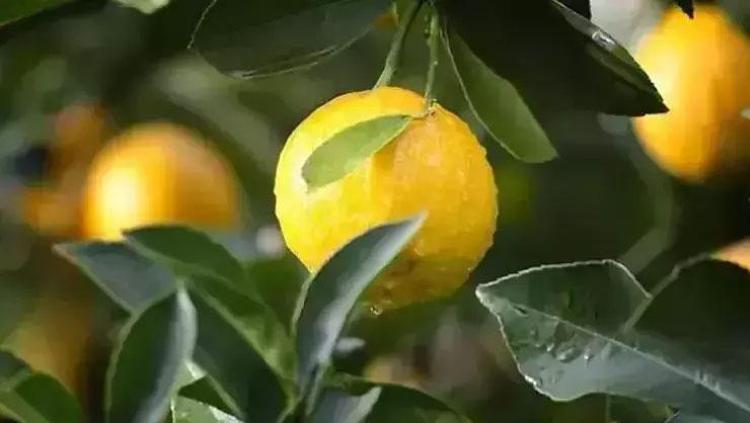 Maden suyunun içine 1 dilim koyun Böbrekleri makine gibi çalıştırıyor: Kalsiyum, magnezyum ve potasyum deposu