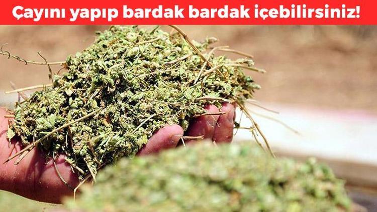 İbrahim Saraçoğlu günde 1 bardak tüketin diyor Yayladan sofraya gelen şifa: Gaz ve şişkinliğin kökünü kazıyor