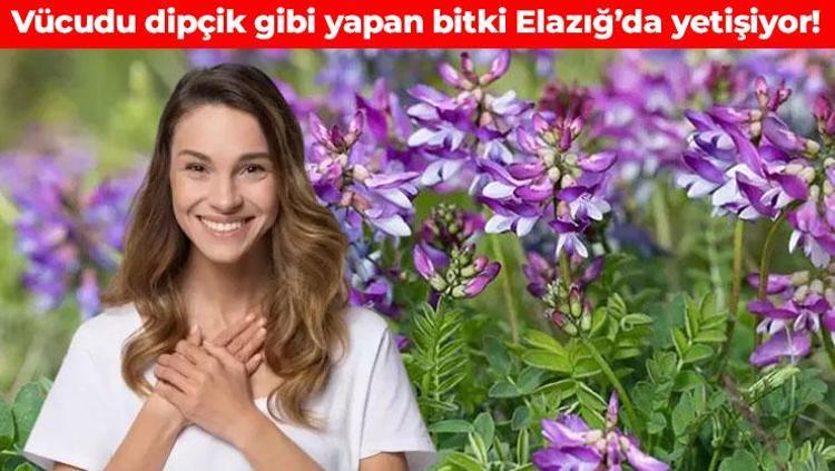 Elazığ dağlarında kendiliğinden yetişiyor Bazı yörelerde gulik olarak biliniyor: Kan dolaşımını hızlandırıyor