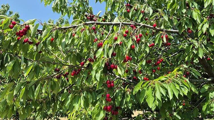 Tekirdağda hasadı başladı Kilosu 250 TL: İltihabı kurutup tıkalı damarları yağ sökücü gibi açıyor, kolesterolü silip atıyor Doğal tansiyon ilacı