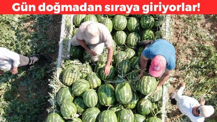 Gün doğmadan sıraya giriyorlar Tarlada kilosu 7 TL: Çukurovadan sonra ikinci sıraya yerleşti