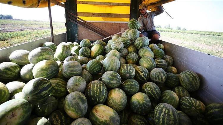 Gün doğmadan sıraya giriyorlar Tarlada kilosu 7 TL: Çukurovadan sonra ikinci sıraya yerleşti
