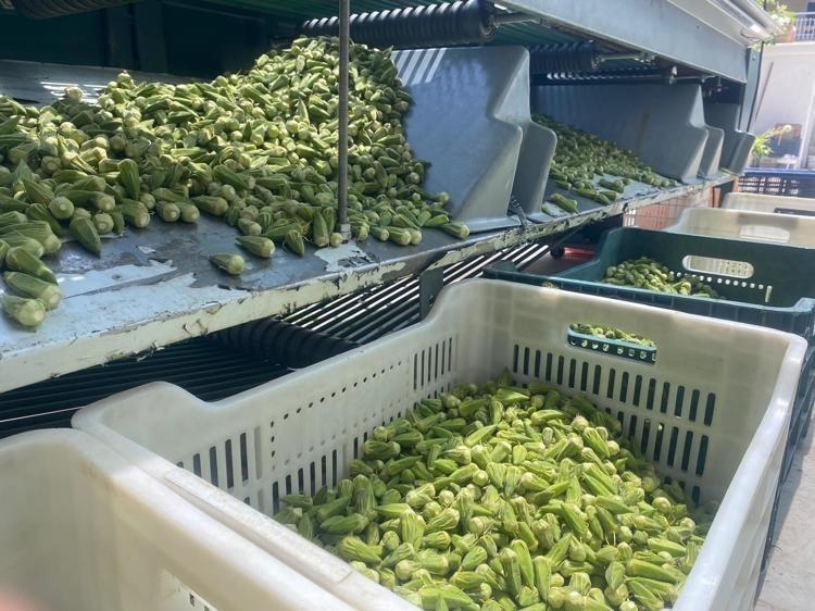 KAN ŞEKERİNİ DÜZENLER