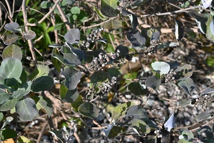 BAĞIŞIKLIK SİSTEMİNİ GÜÇLENDİRİR