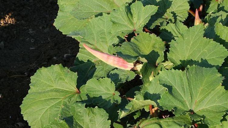 GÖZ SAĞLIĞINI DESTEKLER