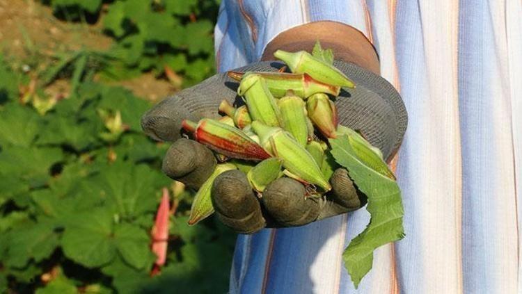 Bağırsakları motor gibi çalıştırıp magnezyum depolarını fullüyor Kilosu 90 TL: Kemikleri beton gibi yapıyor