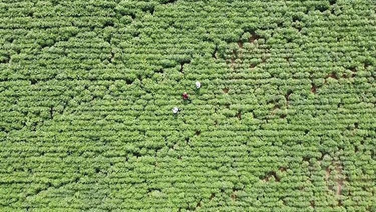 CİLT SAĞLIĞINI İYİLEŞTİRİR