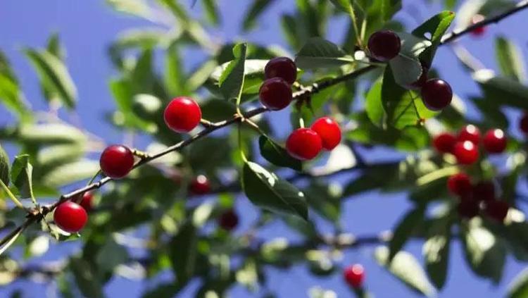 İltihaba antibiyotik etkisi gösteriyor Kan şekerini saniyeler içinde dengeliyor