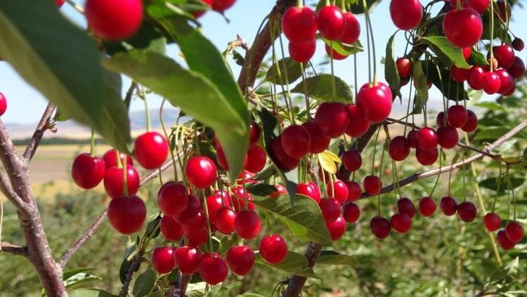 İltihaba antibiyotik etkisi gösteriyor Kan şekerini saniyeler içinde dengeliyor