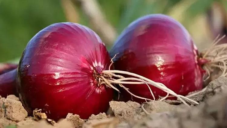 KIRMIZI SOĞAN SUYU ÖKSÜRÜĞE NEDEN İYİ GELİYOR