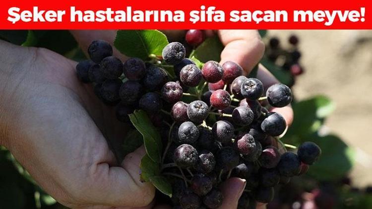 Kan şekerini terazi gibi dengelediği kanıtlandı Doğal şeker ilacı: Avuç avuç yiyince vücudu antioksidanla dolduruyor, en güçlü kansersavar
